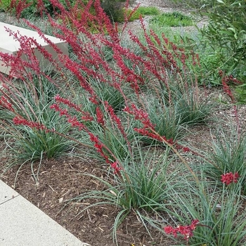 Hesperaloe parviflora - 'Brakelights&reg; Red' Yucca