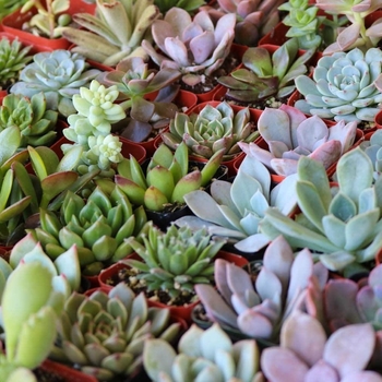 Echeveria - Cactus Succulent ASSORTED