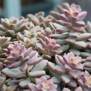 x Graptosedum - 'Darley Sunshine'