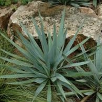 Yucca pallida - Pale-leaf Yucca