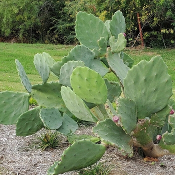 Opuntia gomei - 'Old Mexico' Old Mexico Prickly Pear