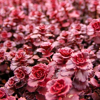 Sedum - Assorted Stonecrop