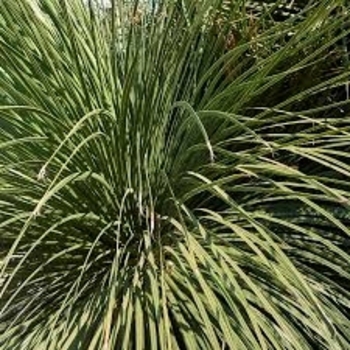 Dasylirion longissimum - Smooth Edge Desert Spoon