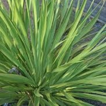 Yucca rupicola - Twistleaf Yucca