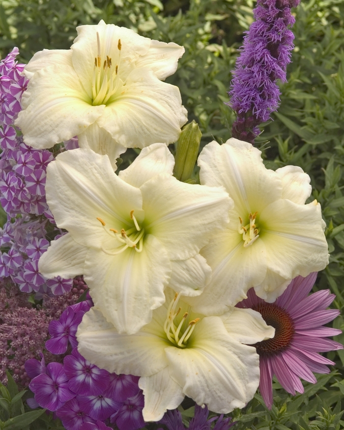 'Joan Senior' Daylily - Hemerocallis from 93 Nursery and Landscape Supply