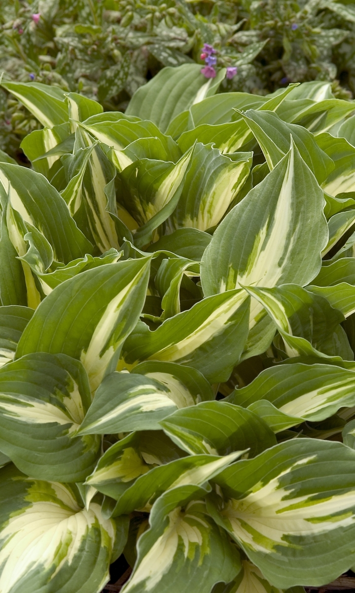 'Night Before Christmas' Hosta, Plantain Lily - Hosta from 93 Nursery and Landscape Supply