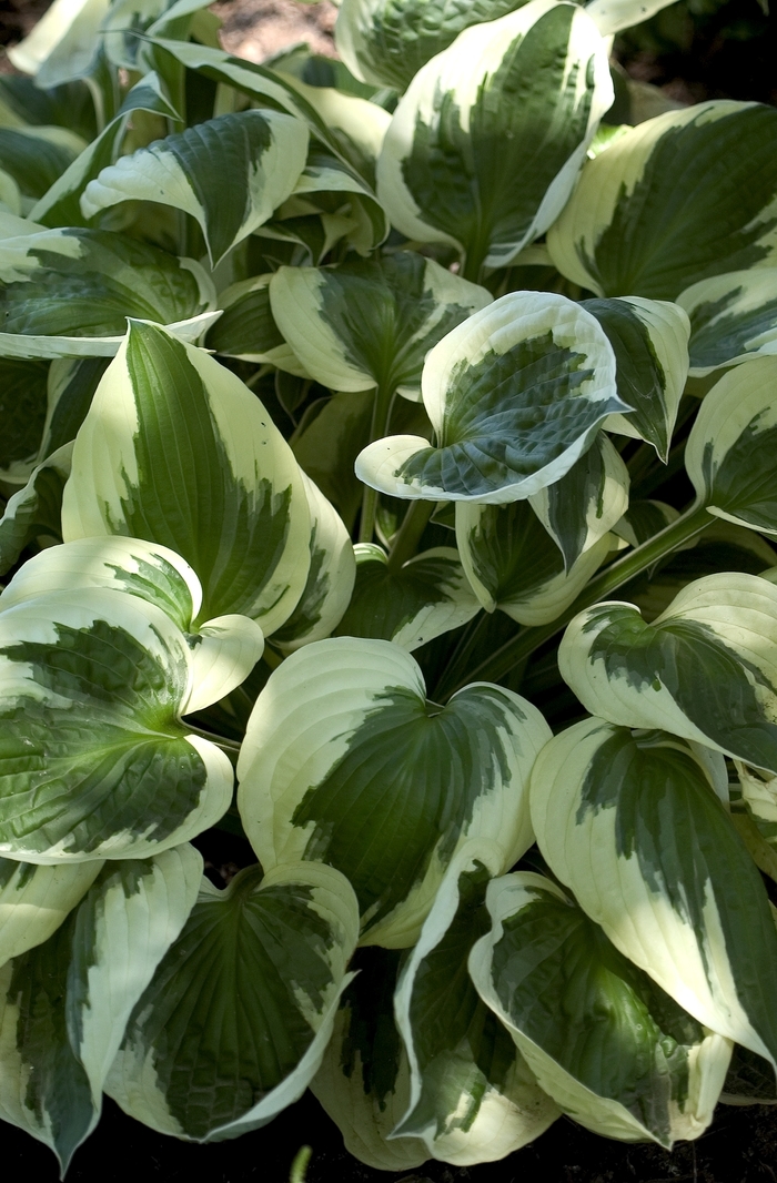 'Patriot' Hosta - Hosta from 93 Nursery and Landscape Supply