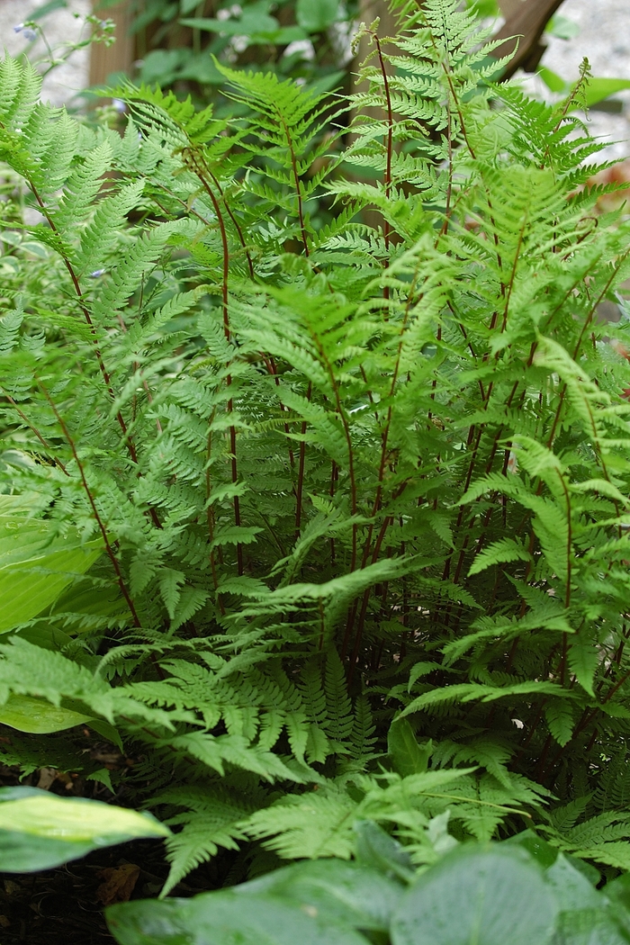 'Lady in Red' Red Lady Fern - Athyrium filix-femina from 93 Nursery and Landscape Supply