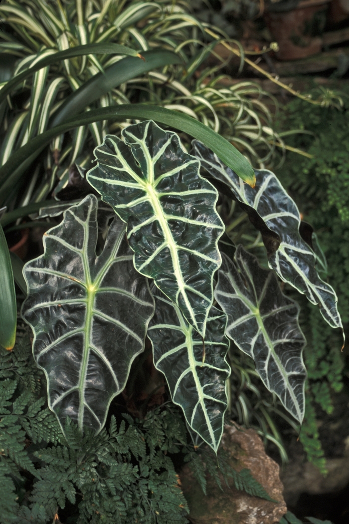 Dwarf Alocasia - Alocasia amazonica from 93 Nursery and Landscape Supply
