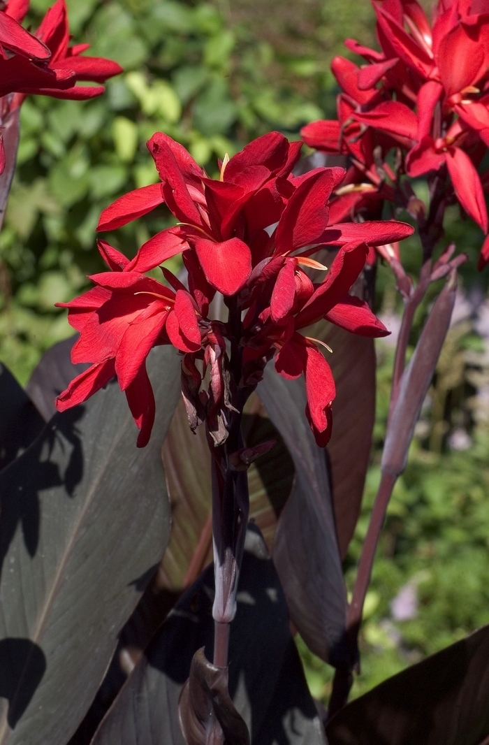 'Red Velvet' Canna Lily - Canna from 93 Nursery and Landscape Supply