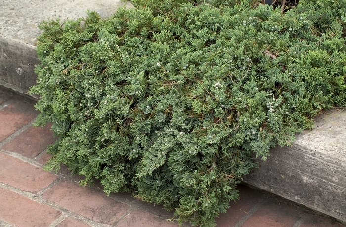 Juniper Blue Rug - Juniperus horizontalis from 93 Nursery and Landscape Supply