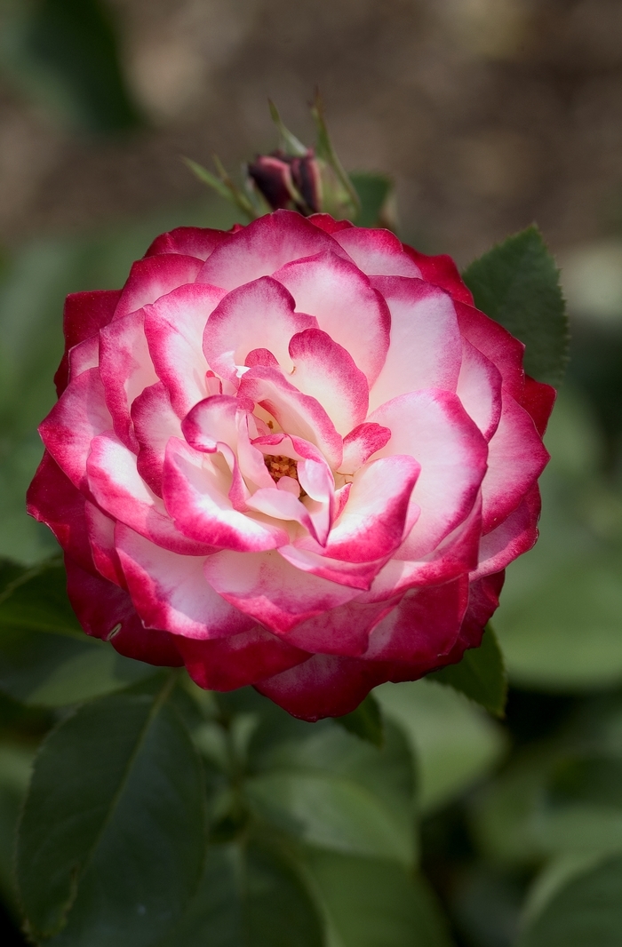Chicago Peace Rose - Rosa from 93 Nursery and Landscape Supply