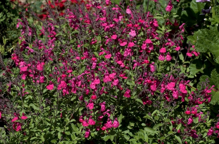 Pink Autumn Sage - Salvia greggii from 93 Nursery and Landscape Supply