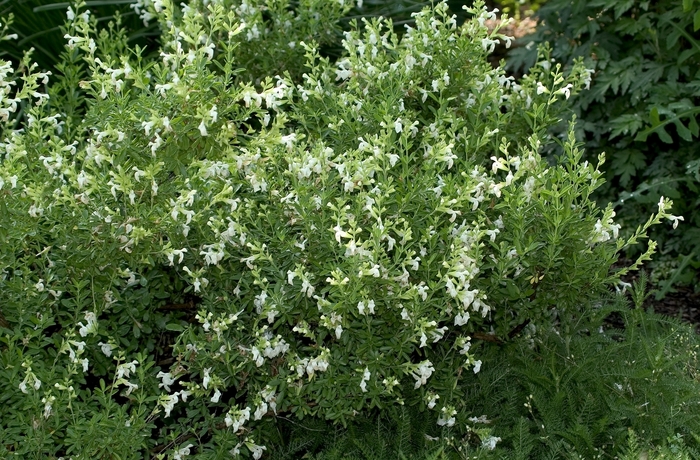 'White' Autumn Sage - Salvia greggii from 93 Nursery and Landscape Supply