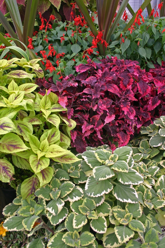 Assorted Coleus - coleus from 93 Nursery and Landscape Supply