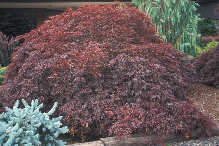 Japanese Maple 'Tamukeyama' - Acer palmatum var. dissectum from 93 Nursery and Landscape Supply