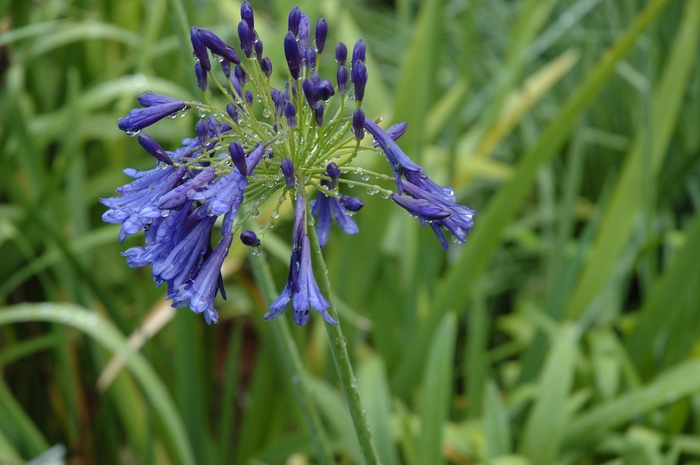 'Storm Cloud' African Lily - Agapanthus from 93 Nursery and Landscape Supply