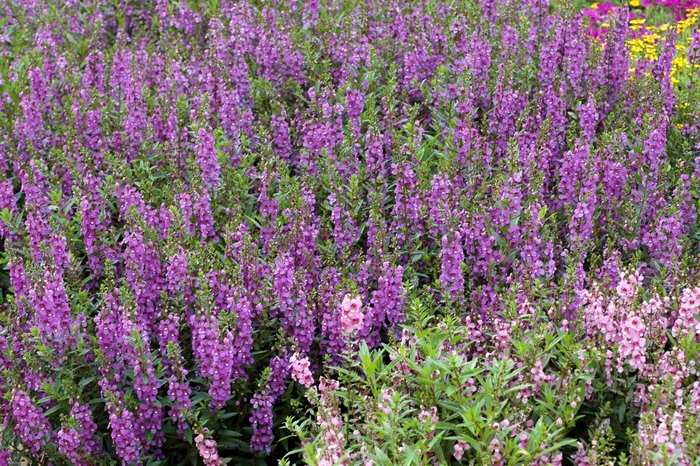 Angelmist&trade; 'Dark Lavender' - Angelonia angustifolia (Summer Snapdragon) from 93 Nursery and Landscape Supply