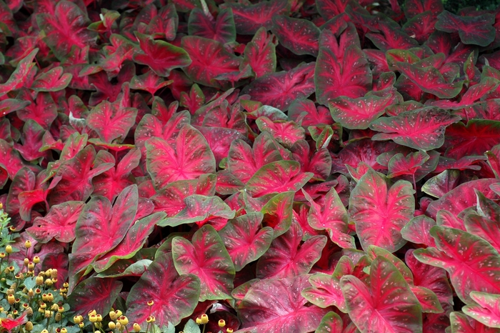 'Frieda Hemple' - Caladium bicolor from 93 Nursery and Landscape Supply