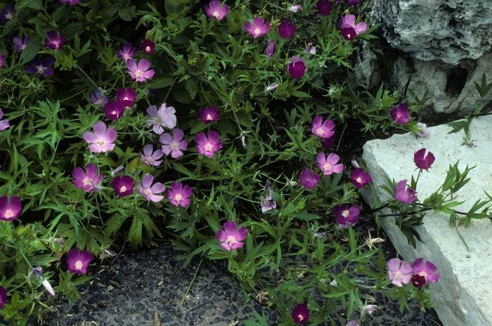 Bush's Wine cup - Callirhoe bushii from 93 Nursery and Landscape Supply
