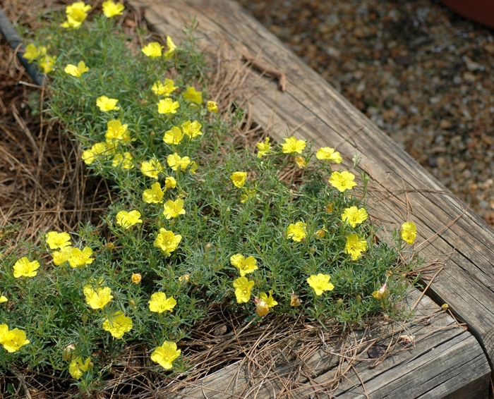 Texas Primrose - Calylophus drummondianus from 93 Nursery and Landscape Supply