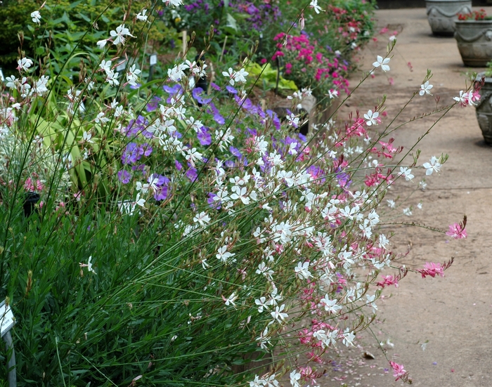 Whirling Butterflies - Gaura lindheimeri from 93 Nursery and Landscape Supply