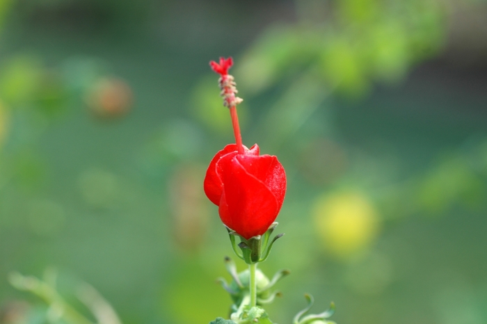 Turk's Cap - Malvaviscus arboreus from 93 Nursery and Landscape Supply