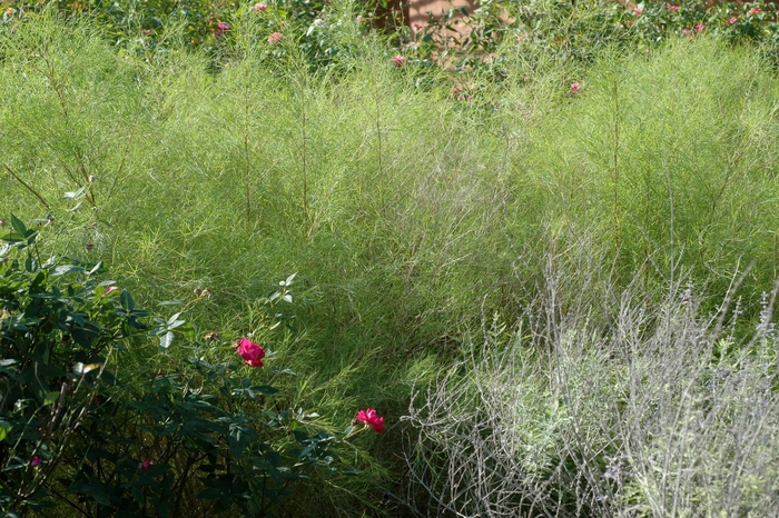 Bamboo Muhly - Muhlenbergia dumosa from 93 Nursery and Landscape Supply