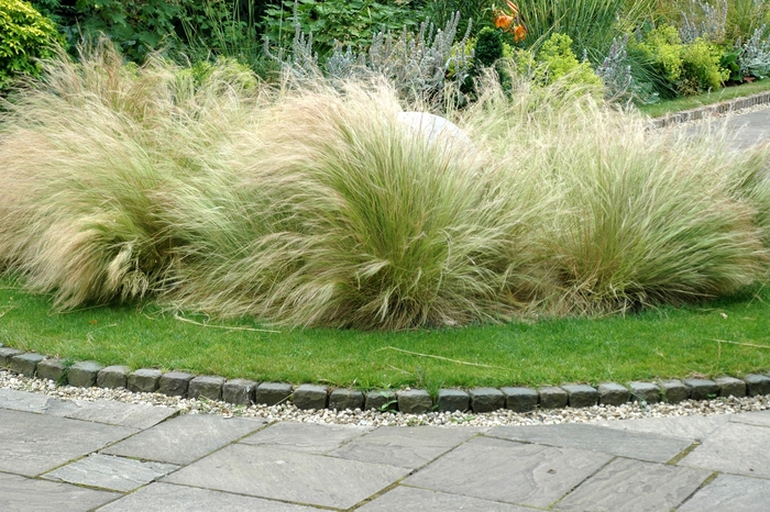 Mexican Feather Grass - Nassella tenuissima from 93 Nursery and Landscape Supply