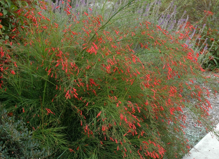 Firecracker Fern - Russelia equisetiformis from 93 Nursery and Landscape Supply