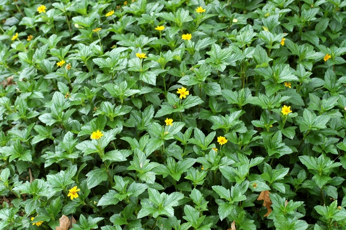 Wedelia - Wedelia trilobata from 93 Nursery and Landscape Supply