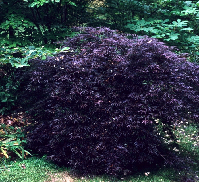 Japanese Maple 'Crimson Queen' - Acer palmatum var. dissectum from 93 Nursery and Landscape Supply