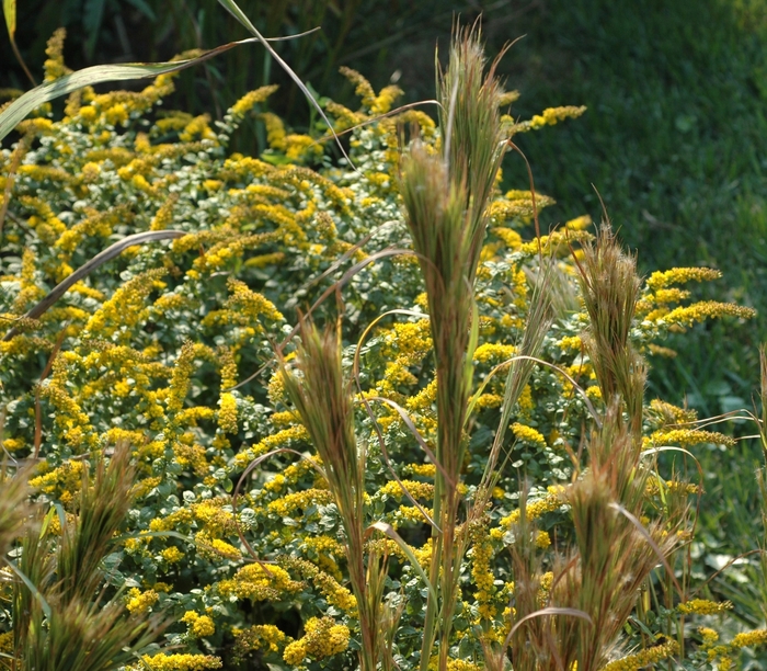 Bushy Bluestem - Andropogon glomeratus from 93 Nursery and Landscape Supply