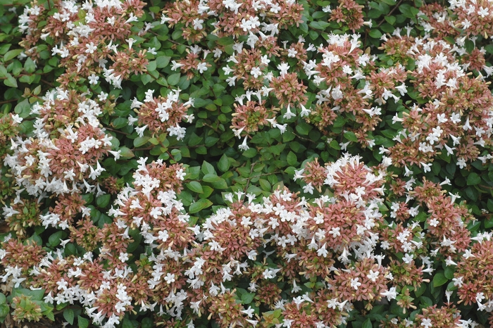'Rose Creek' Glossy Abelia - Abelia x chinensis from 93 Nursery and Landscape Supply