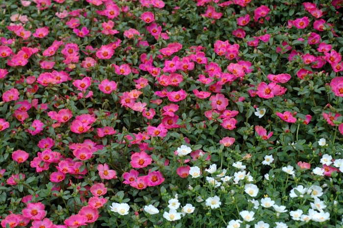 'Cherry' Purslane - Portulaca oleracea from 93 Nursery and Landscape Supply