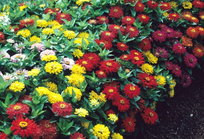 Dreamland Mix - Zinnia elegans from 93 Nursery and Landscape Supply