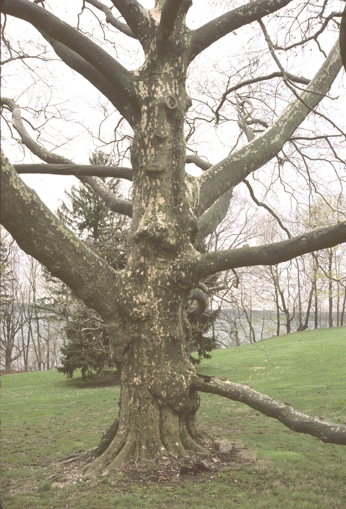 London Planetree - Platanus x acerifolia from 93 Nursery and Landscape Supply