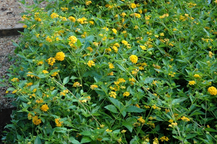 Lantana 'New Gold' - Lantana camara from 93 Nursery and Landscape Supply