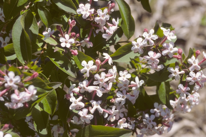 Glossy Abelia - Abelia mosanensis from 93 Nursery and Landscape Supply