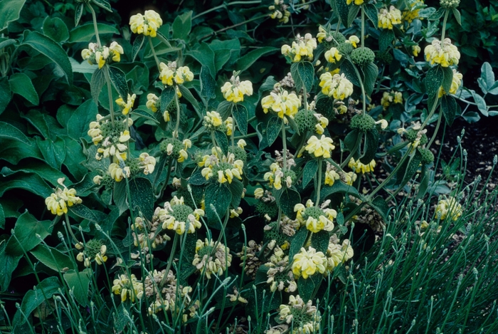Jerusalem sage - Phlomis from 93 Nursery and Landscape Supply