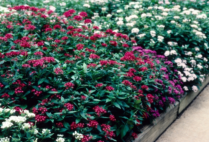 'Butterfly Mix' Egyptian Star Flower - Pentas lanceolata from 93 Nursery and Landscape Supply