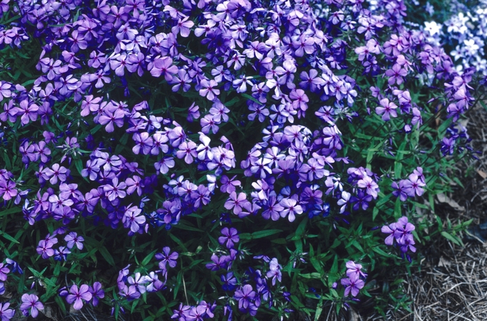'Louisiana Blue' Woodland Phlox - Phlox divaricata from 93 Nursery and Landscape Supply