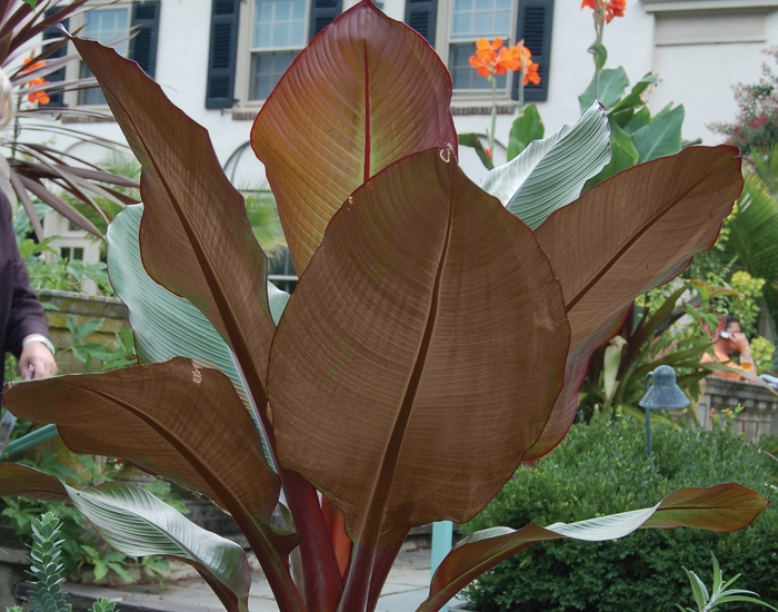 'Abyssinian Red' Banana - Ensete ventricosum from 93 Nursery and Landscape Supply