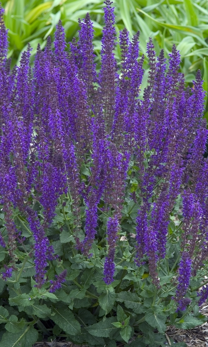 'May Night' Meadow Sage - Salvia x sylvestris from 93 Nursery and Landscape Supply