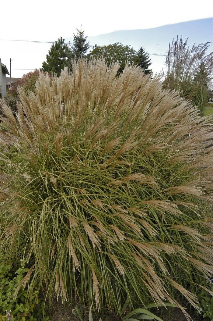 'Adagio' Dwarf Japanese Silver Grass - Miscanthus sinensis from 93 Nursery and Landscape Supply