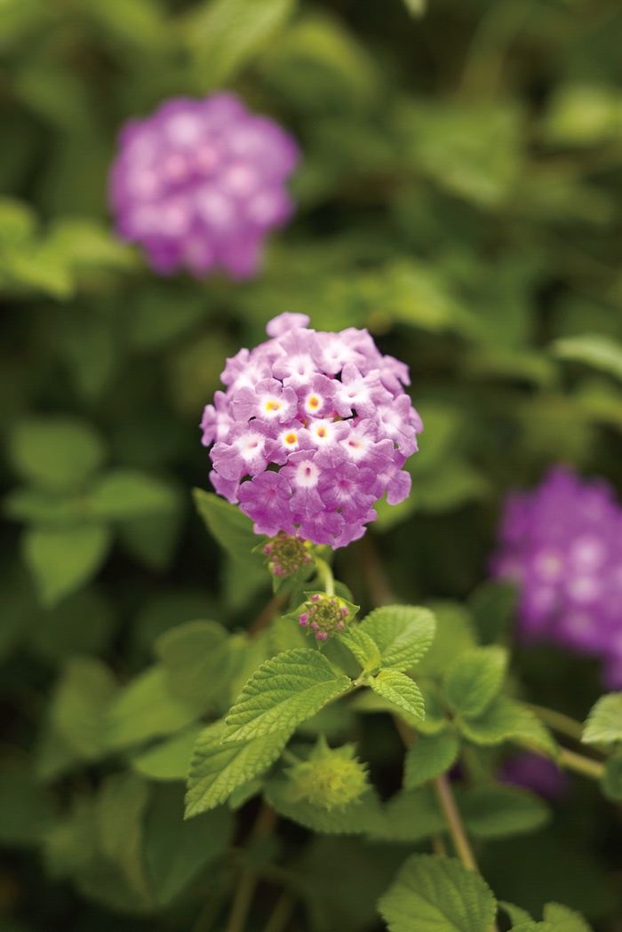 Luscious&reg; 'Grape' - Lantana camara from 93 Nursery and Landscape Supply