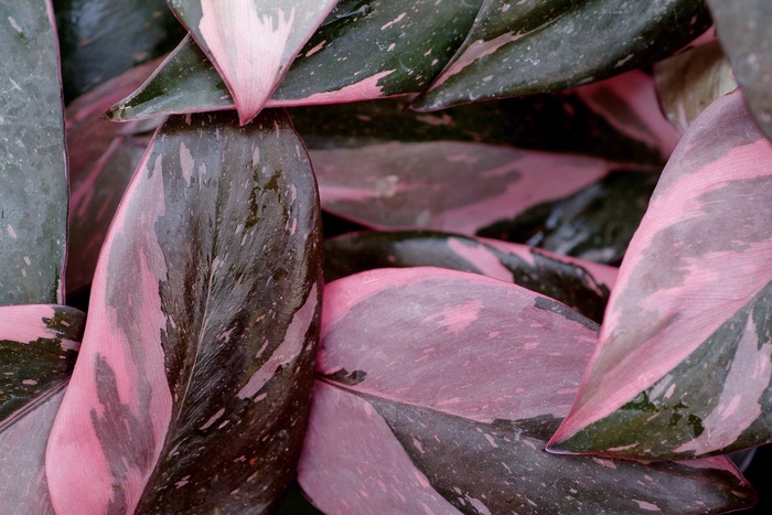 ''Pink Princess'' - Philodendron erubescens from 93 Nursery and Landscape Supply