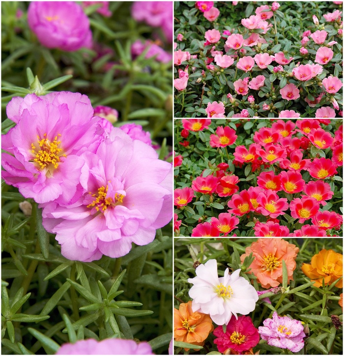 Moss Rose - Portulaca from 93 Nursery