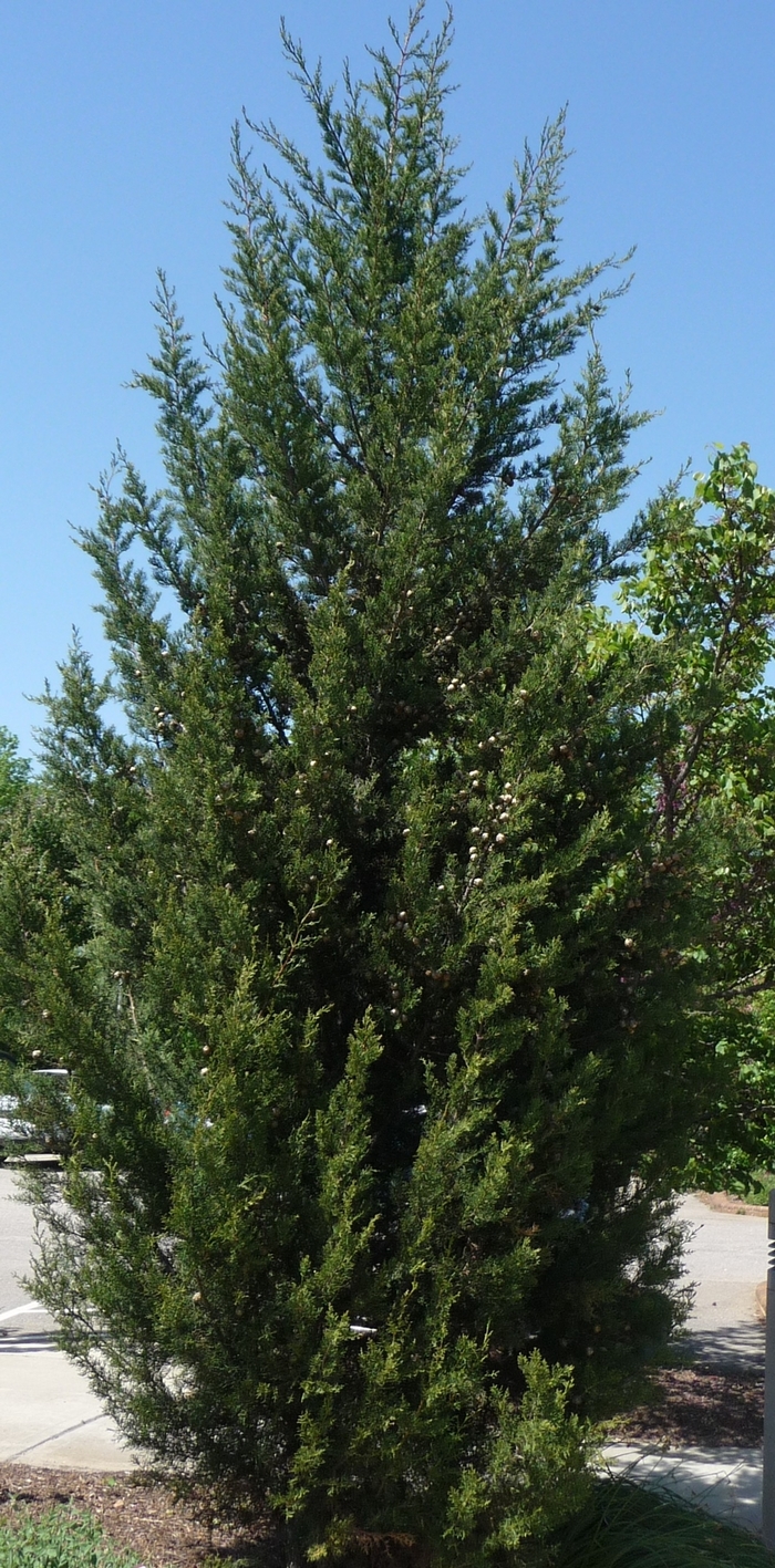 Italian Cypress - Cupressus sempervirens from 93 Nursery and Landscape Supply