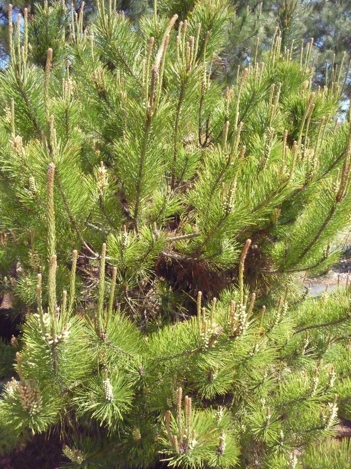 Japanese Black Pine - Pinus thunbergii from 93 Nursery and Landscape Supply